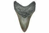 Serrated, Fossil Megalodon Tooth - North Carolina #344056-1